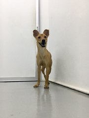 Robin - Mixed Breed Dog