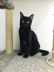 Toothless - Domestic Short Hair Cat