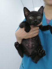 Toothless - Domestic Short Hair Cat