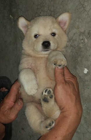 4 Little Ginger - Mixed Breed Dog