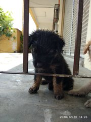 4 Little Ginger - Mixed Breed Dog