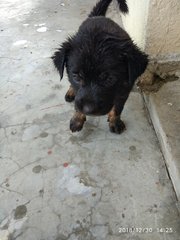 4 Little Ginger - Mixed Breed Dog