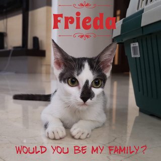 Frieda - Loves People! - Domestic Short Hair Cat