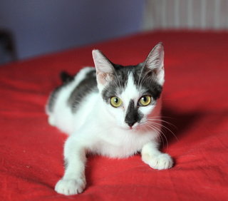 Frieda - Loves People! - Domestic Short Hair Cat