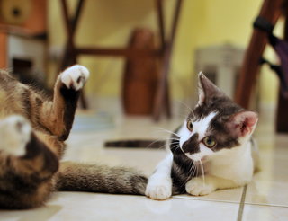 Frieda having fun with Tessa's tail!