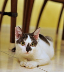 Frieda - Loves People! - Domestic Short Hair Cat