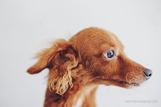 Poodle 2 - Poodle Mix Dog