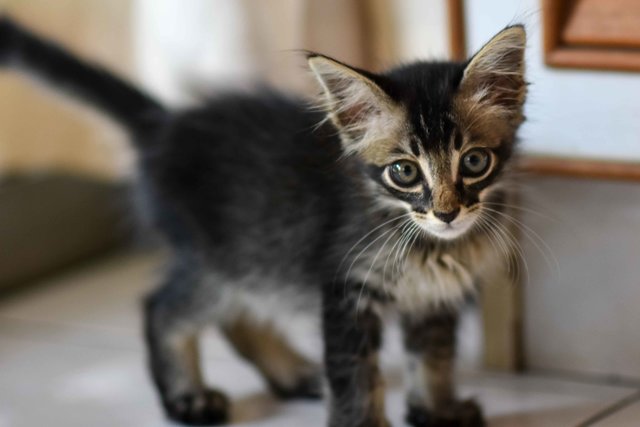 Sugar - Adopted - Abyssinian Cat