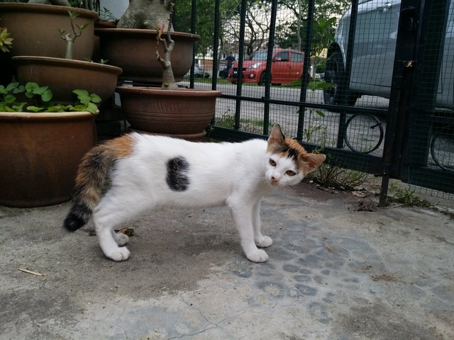 Calico Cat - Domestic Short Hair + Calico Cat