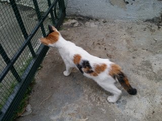 Calico Cat - Domestic Short Hair + Calico Cat