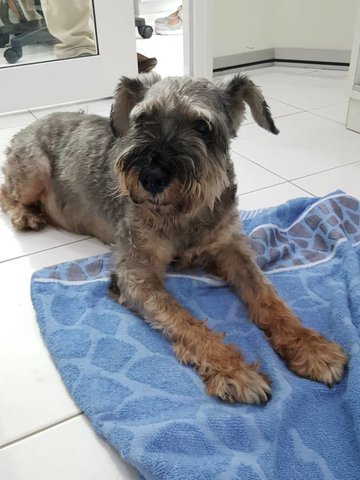 PF91662 - Schnauzer Dog