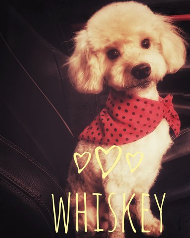 Whiskey - Poodle Dog