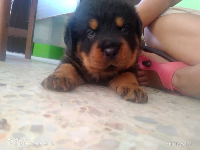 PF91671 - Rottweiler Dog