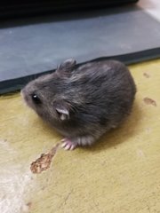 Hamham - Short Dwarf Hamster Hamster