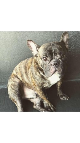 Scooby - French Bulldog Dog