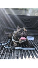 Scooby - French Bulldog Dog