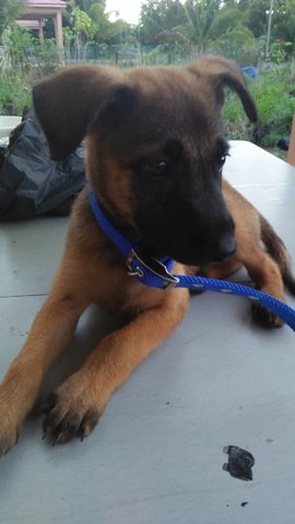 Margo - Belgian Shepherd Malinois Mix Dog