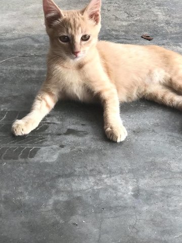 Little Cutie With Cute Pink Paws - Domestic Medium Hair Cat