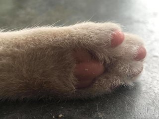 his paw is pink colour!