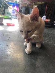 Little Cutie With Cute Pink Paws - Domestic Medium Hair Cat