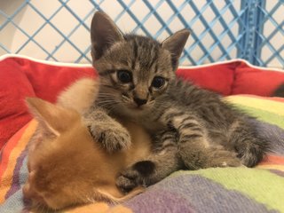 Taro And Siblings - Domestic Short Hair Cat