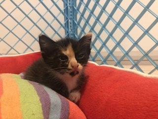 Taro And Siblings - Domestic Short Hair Cat