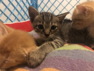 Taro And Siblings - Domestic Short Hair Cat