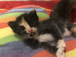 Taro And Siblings - Domestic Short Hair Cat