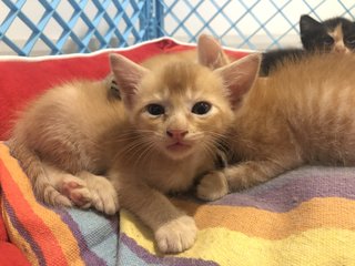 Taro And Siblings - Domestic Short Hair Cat