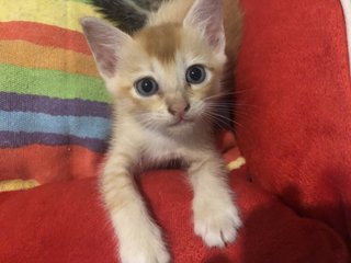 Taro And Siblings - Domestic Short Hair Cat