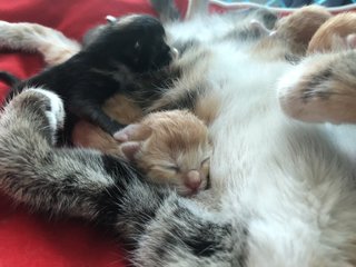 Taro And Siblings - Domestic Short Hair Cat