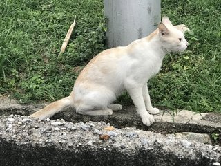 Houdini - Domestic Short Hair Cat