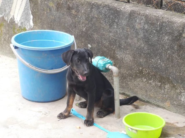 Popo - German Shepherd Dog Mix Dog