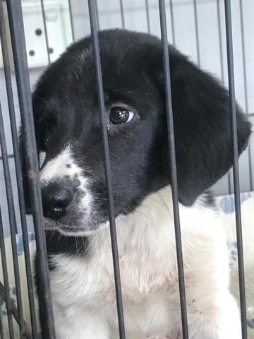 PF91714 - English Springer Spaniel Dog