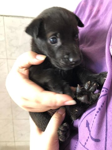 Beauty - Labrador Retriever Mix Dog