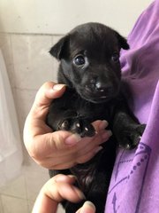 Beauty - Labrador Retriever Mix Dog