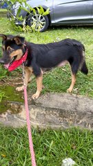 Dora - Mixed Breed Dog