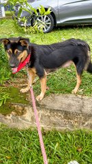 Dora - Mixed Breed Dog