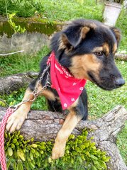 Dora - Mixed Breed Dog