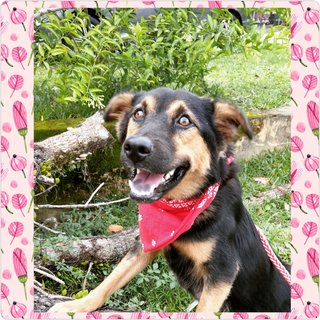 Dora - Mixed Breed Dog