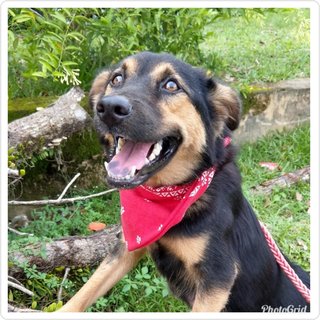 Dora - Mixed Breed Dog