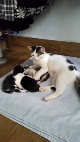  Mother Possum An 2 Kittens - Domestic Short Hair Cat