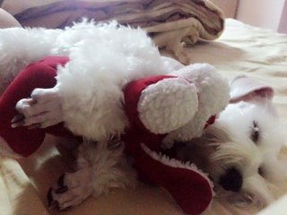 Hugging my favourite santa dog to sleep~ 😴