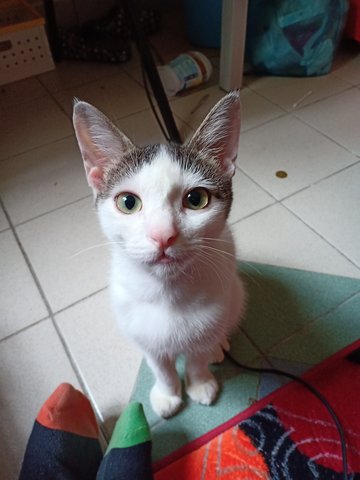 Swiss - Domestic Short Hair Cat