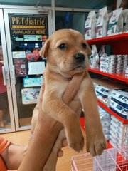 Ava - Mixed Breed Dog