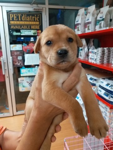 Ava - Mixed Breed Dog