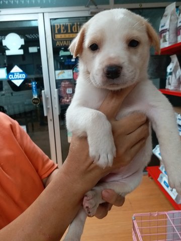 Kay - Labrador Retriever Mix Dog