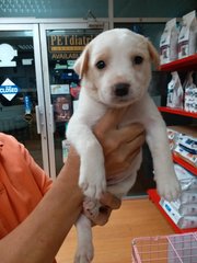 Kay - Labrador Retriever Mix Dog