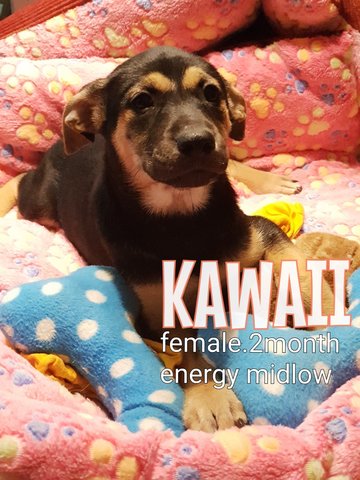 Kaweii - Mixed Breed Dog