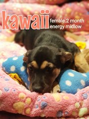 Kaweii - Mixed Breed Dog